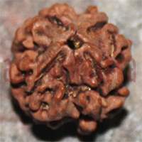 89- 20mm Four Mukhi